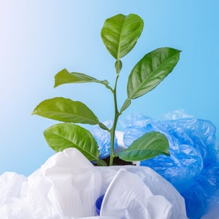 Green plant
